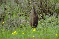 Cape Francolin - Francolinus capensis