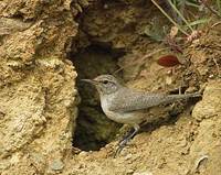 Rock Wren (Salpinctes obsoletus) photo