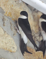 Common House-Martin (Delichon urbica) photo