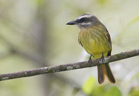 Golden-crowned Flycatcher (Myiodynastes chrysocephalus) photo