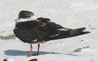 Black Skimmer - Rynchops niger