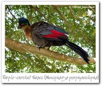 Purple-crested Turaco - Tauraco porphyreolophus