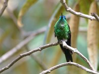 Sapphire-vented Puffleg - Eriocnemis luciani