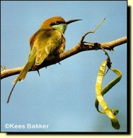 Green Bee-eater - Merops orientalis