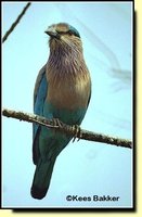 Indian Roller - Coracias benghalensis