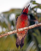 Puerto Rican Woodpecker - Melanerpes portoricensis