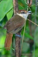 White-bearded Antshrike - Biatas nigropectus