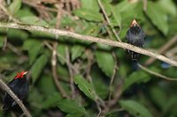 Red-headed Manakin - Pipra rubrocapilla