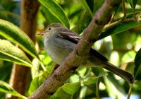 Mountain Elaenia - Elaenia frantzii