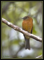 Cinnamon Flycatcher - Pyrrhomyias cinnamomea