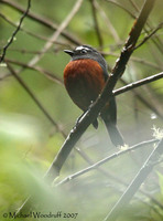 Slaty-backed Chat-Tyrant - Ochthoeca cinnamomeiventris