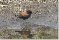 Austral Negrito - Lessonia rufa