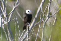 White-headed Marsh-Tyrant - Arundinicola leucocephala