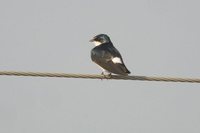 White-rumped Swallow - Tachycineta leucorrhoa