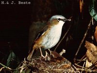 Gray-headed Robin - Heteromyias albispecularis