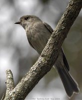 Golden Whistler - Pachycephala pectoralis