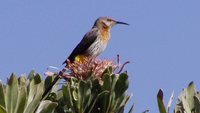 Gurney's Sugarbird - Promerops gurneyi