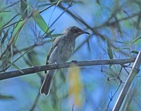 White-gaped Honeyeater - Lichenostomus unicolor