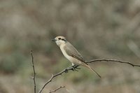 Rufous-tailed Shrike - Lanius isabellinus