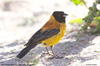 Black-hooded Sierra-Finch - Phrygilus atriceps