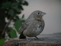 Canyon Towhee - Pipilo fuscus