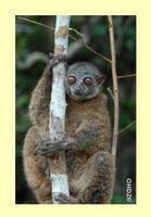 Seal's Sportive Lemur (Lepilemur seali)