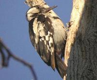 Syrian Woodpecker