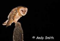 Barn Owl