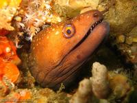 Portrait of a Saw-tooth Moray Eel (Gymnothorax prionodon).
