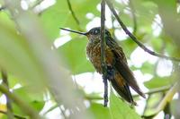 Golden-bellied Starfrontlet