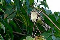 ...Mosqueta Boreal - Traill's Flycatcher, Willow Flycatcher or Alder Flycatcher - Empidonax trailli
