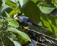 Finch-billed Myna, Scissirostrum dubium