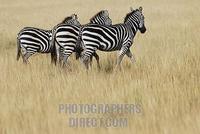 Plains Zebras ( Equus burchelli ) , Masai Mara , Kenya , Africa stock photo