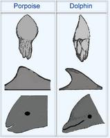 ★Stella et Fossilis : Dolphin과 Porpoise는 어떻게 다를까?