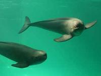 Finless Porpoise - Neophocaena phocaenoides