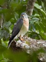 Chinese Goshawk Accipiter soloensis