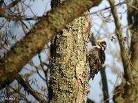 Pic tridactyle Picoides tridactylus Three-toed Woodpecker © Philippe Pulce