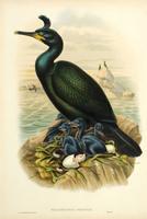 Richter after Gould Crested Cormorant, or Shag (Phalacrocorax graculus)