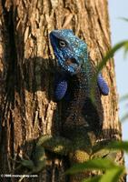 Blue-headed tree agama (Acanthocerus atricollis) [mature adult male]