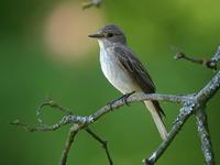 Spotted Flycatcher (Muscicapa striata)