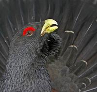 Capercaillie (Tetrao urogallus)