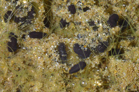 : Bufo californicus; Arroyo Toad