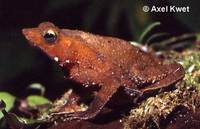 : Bufo proboscideus