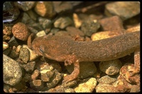 : Dicamptodon ensatus; Pacific Giant Salamander