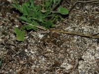 : Pelobates syriacus; Eastern Spadefoot Toad