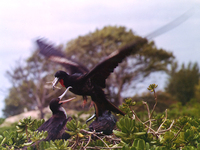 : Fregata minor palmerstoni; Great Frigatebird Male And Female