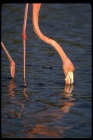 : Phoenicopterus ruber glyphorhynchus; Galapagos Flamingo