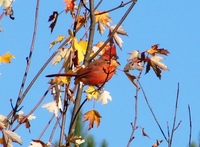 : Richmondena cardinalis; Cardinal