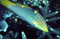 : Halichoeres hortulanus; Checkerboard Wrasse