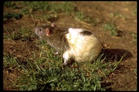 : Rattus norvegicus; Norway Rat